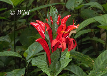 Acanthaceae (Acanthus)